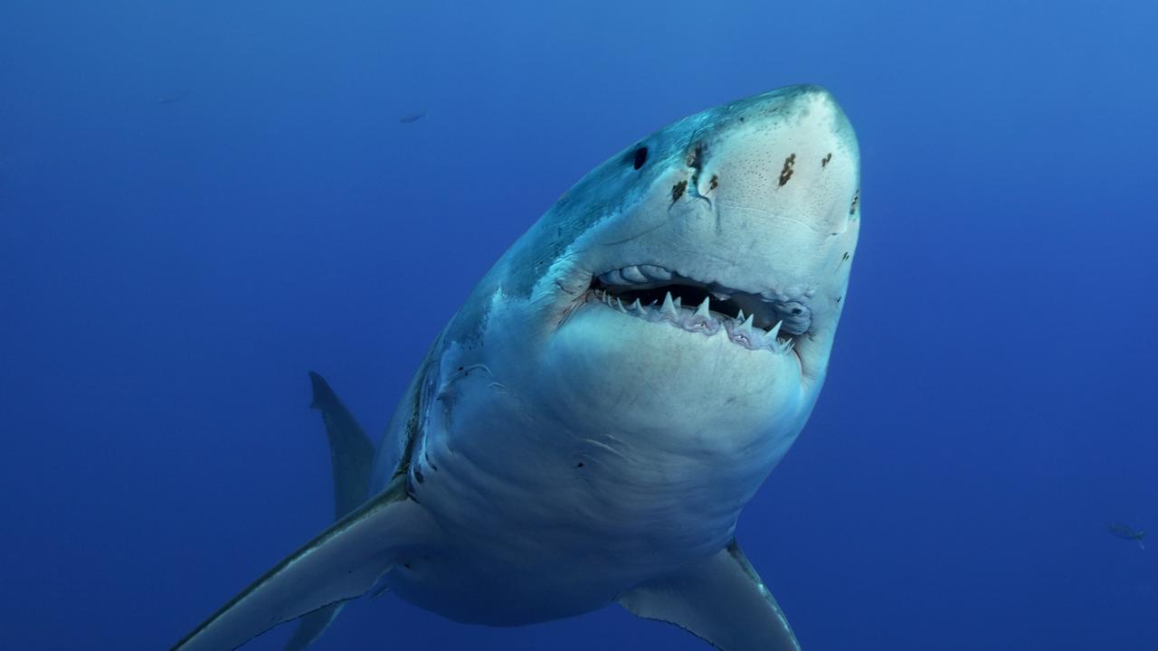 Teenager Decapitated by Great White Shark in Horror Attack Australian ...