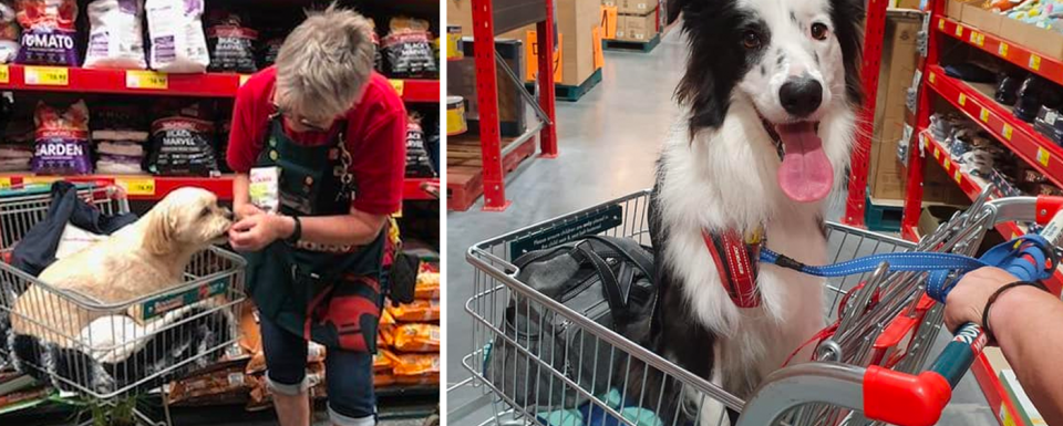 Bunnings Release a Stance on Banning Dogs in Stores Australian News Locally