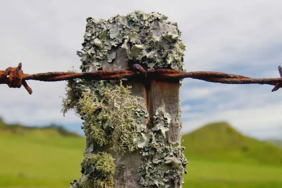 Horrible ‘Deadly’ Trap Set on Popular Mountain Biking Track in Australia