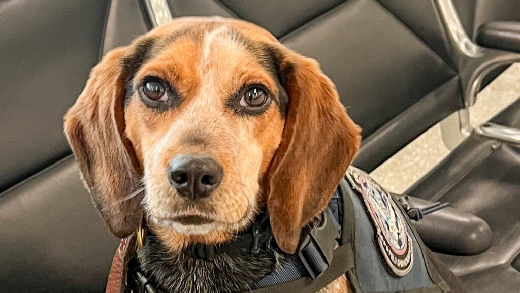 Tourist Kicked Sniffer Dog at The Airport, Gets Appropriate Punishment