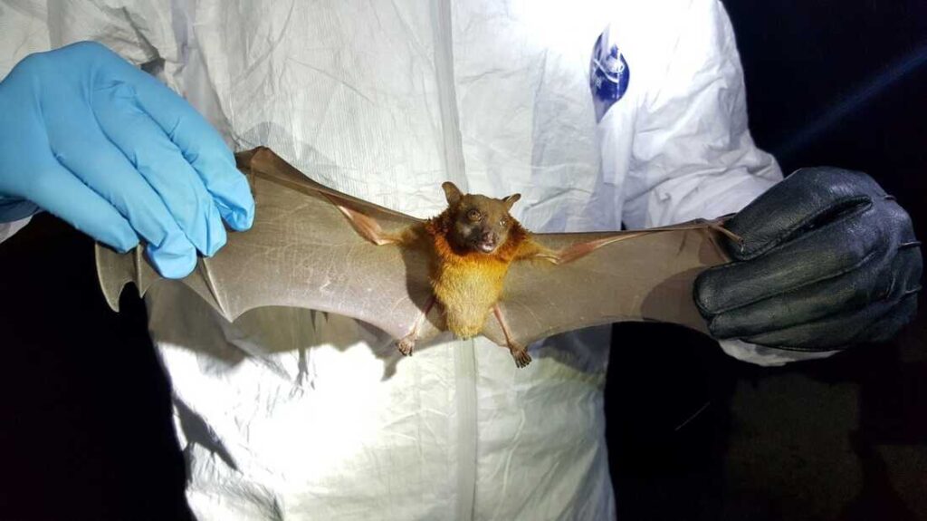 World On Alert As New Bat Viruses Discovered in China, Including Two Deadly Variants