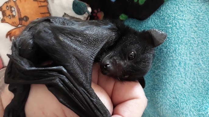 Rare Bat Virus Kills Man In NSW