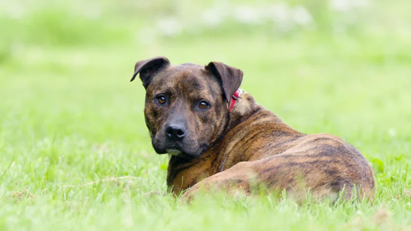 Five-Year-Old Girl Injured in Sydney Dog Attack