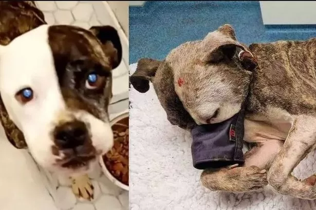 Former Charity Directors Charged With 44 Counts Of Animal Abuse