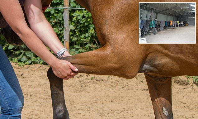 Stable Hand Dies After Being Kicked by a Horse in Australia
