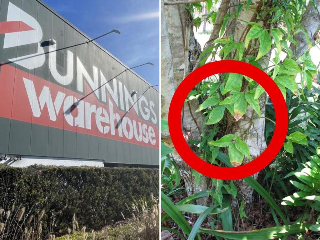 Popular Plant Kills And Triggers Urgent Warning In Queensland