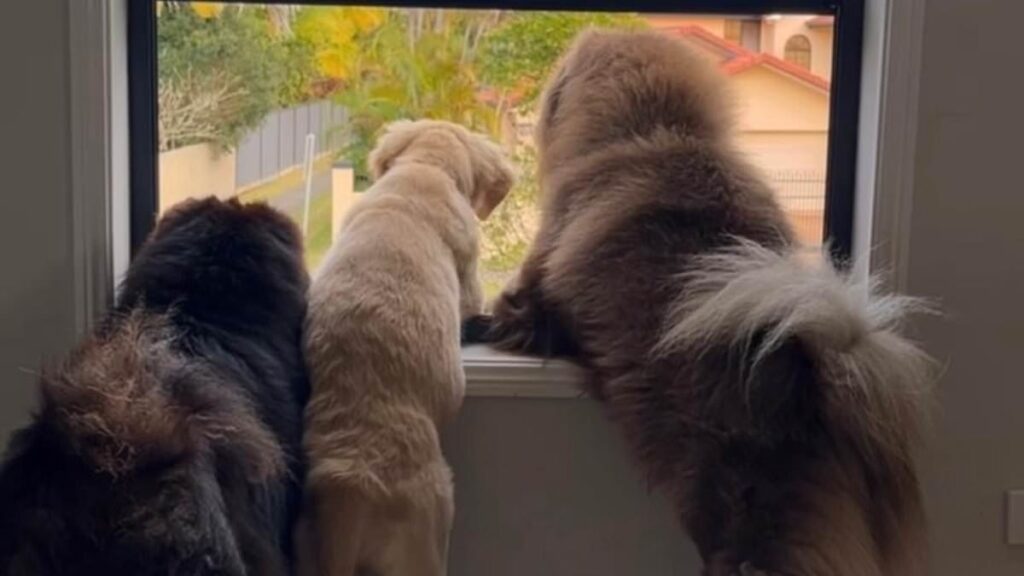 Aussie’s Instagram Dog Post Leads To Shock $50,000 Fine