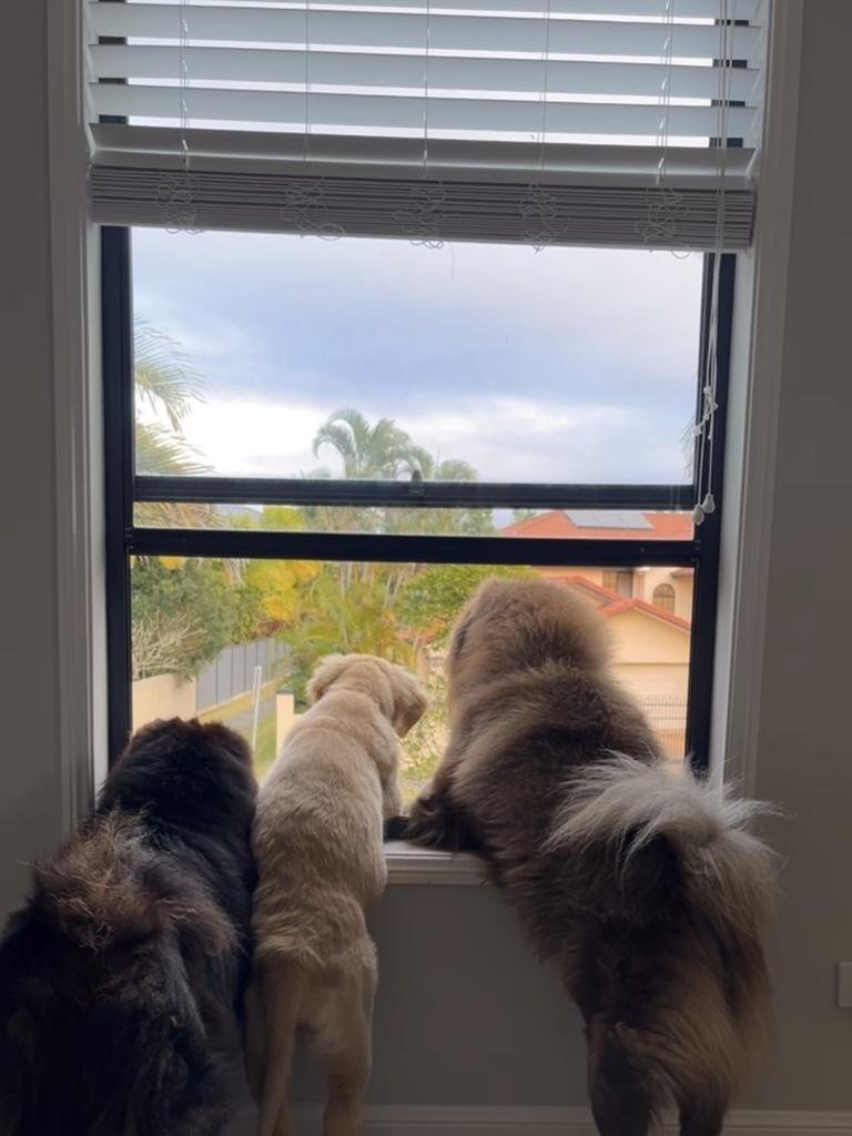 Aussie's Instagram DOG post leads to SHOCK $50,000 fine image 2