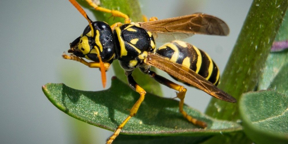 2Yo Stung To Death By Swarm Of Wasps
