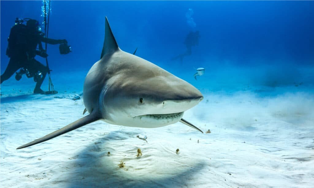 Warning Increased Water Temperature Could Attract More Sharks To Aussie Beaches