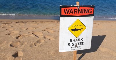 Warning Alert As Increased Water Temperature Could Attract More Sharks To Aussie Beaches image 2
