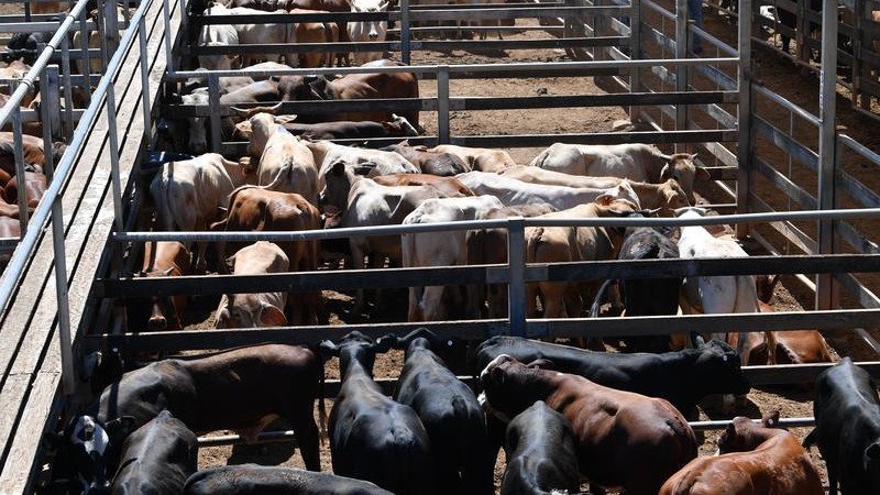 Australia Makes Massive Move On US Beef Import image 2