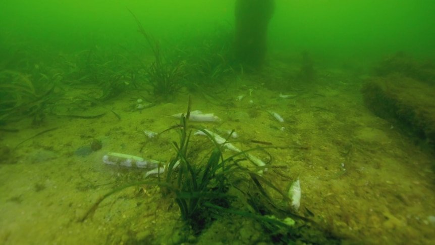 One Aussie State Declares Natural Disaster image 2