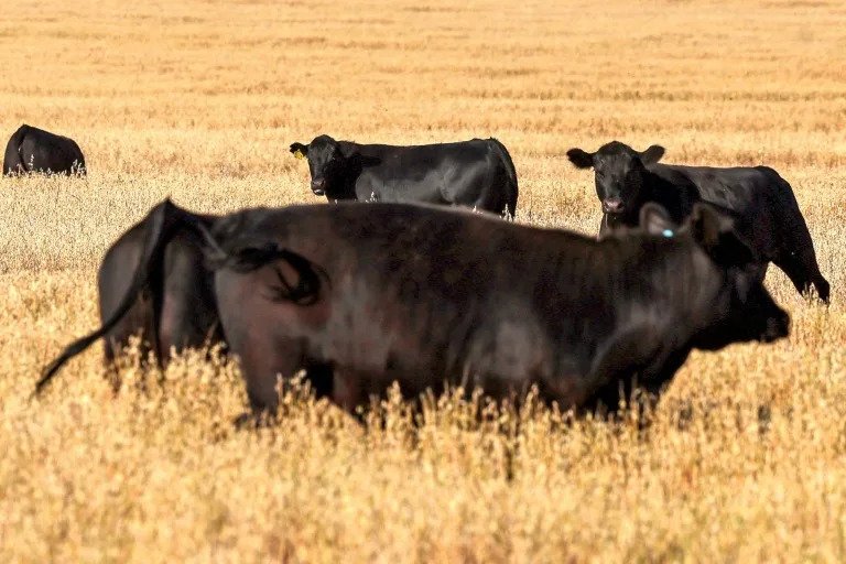 Trump Applauds Australia's Decision To Lift Ban Of US Beef image 2