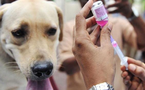 Bali tourists warned of rabies risk as cases surge and red zones declared in the holiday hotspot image 2