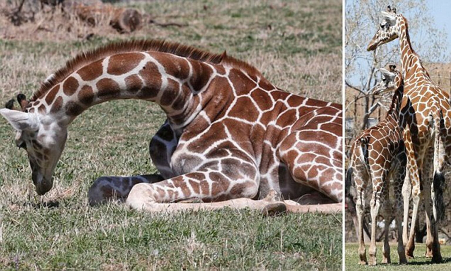 Tragic Death Of Mum Giraffe And Unborn Calf At Sydney Zoo