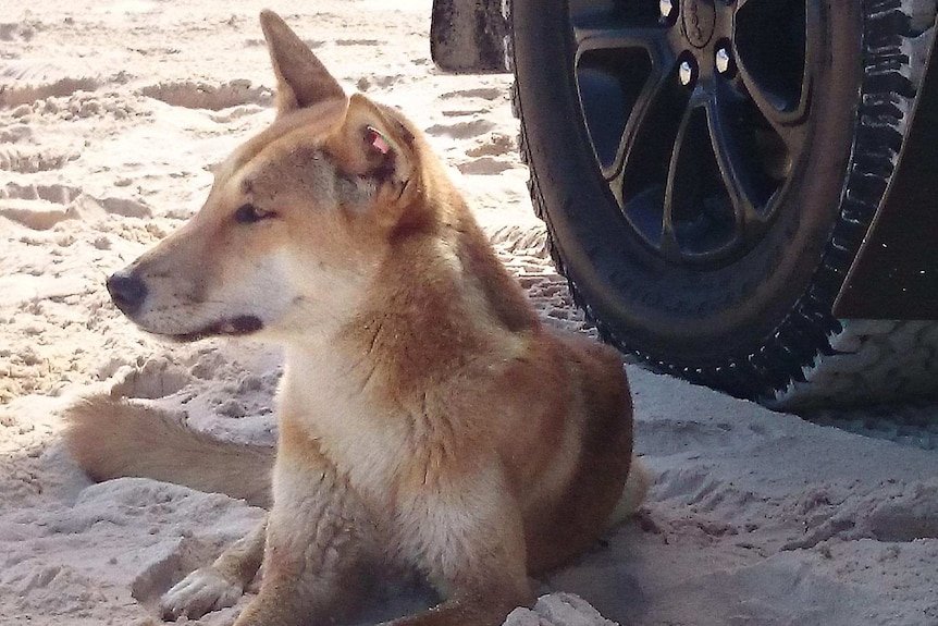 Shocking Act Of Cruelty On K’Gari Island Sparks Outrage In Queensland