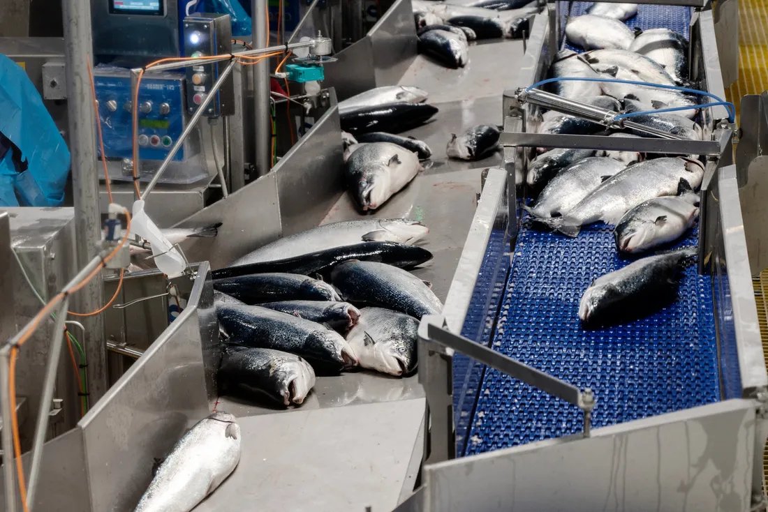 SA fishers urge people to keep buying seafood amid algal bloom second image