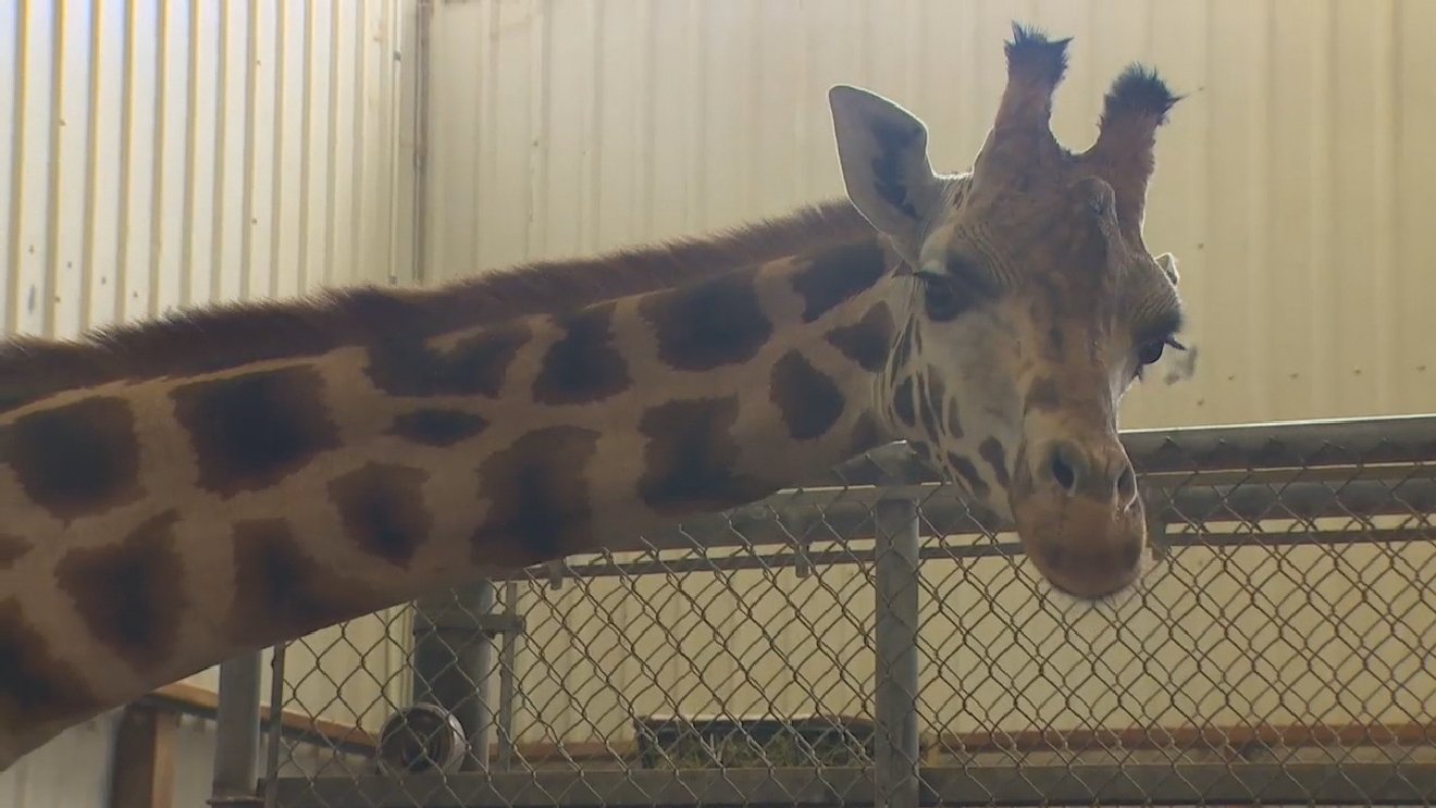 Tragic Death of Mum Giraffe and Unborn Calf At Sydney Zoo image 2