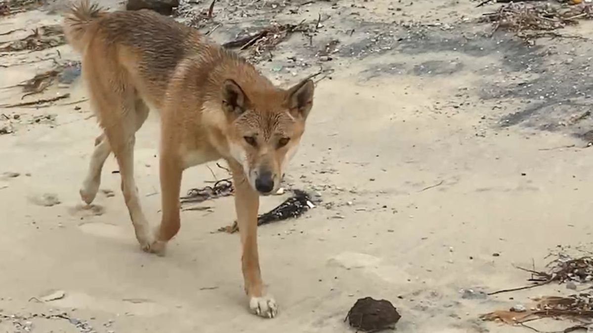 SHOCKING Act of Cruelty on K’gari Island Sparks OUTRAGE in Queensland image 2