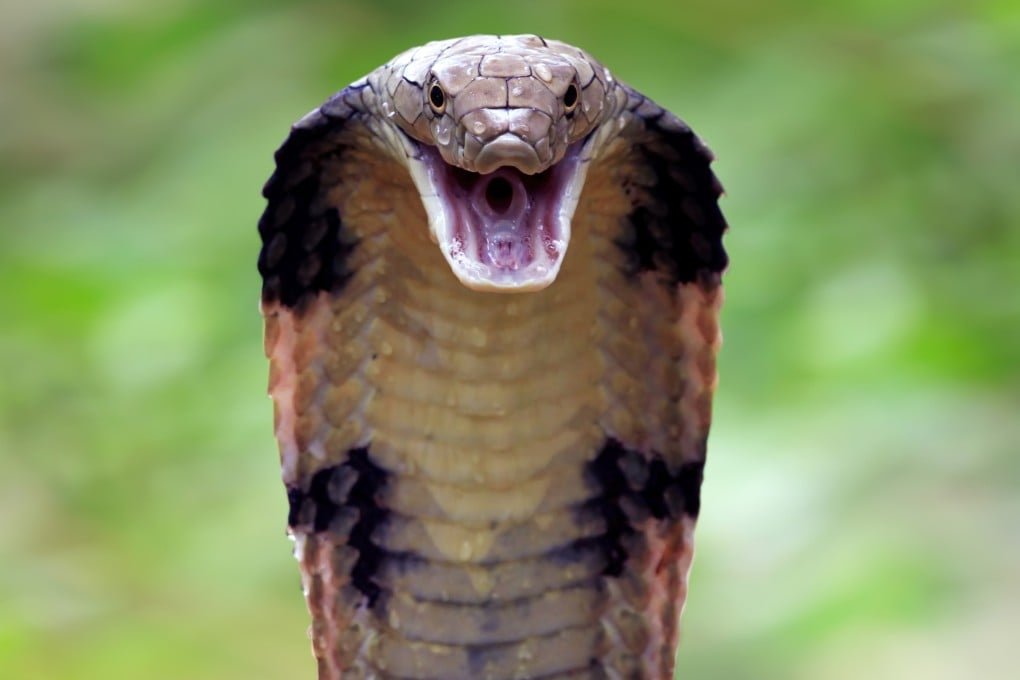 2Yo Bites And Kills Cobra After Interrupting His Playtime
