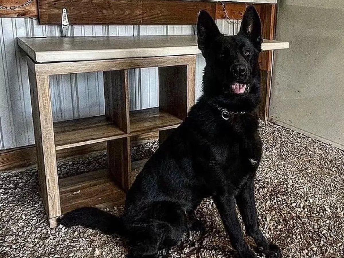 Cop's 3yo Daughter Mauled To Death By Ex Police Dog second image