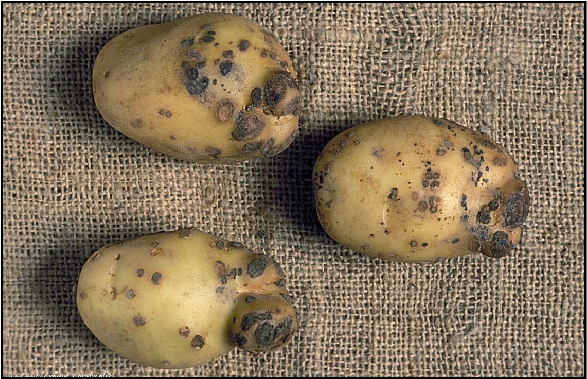 Latest Threat Detected For The First Time Ever In Australia second image