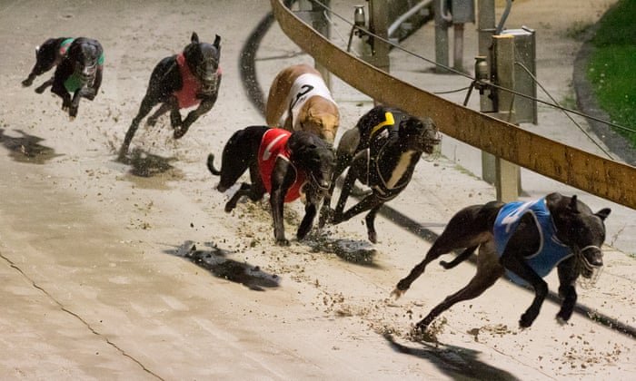 One Aussie State Bans Greyhound Racing second image
