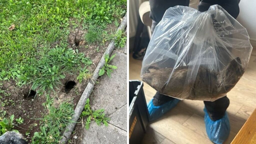 Rat The Size of Dog Found Inside a Home