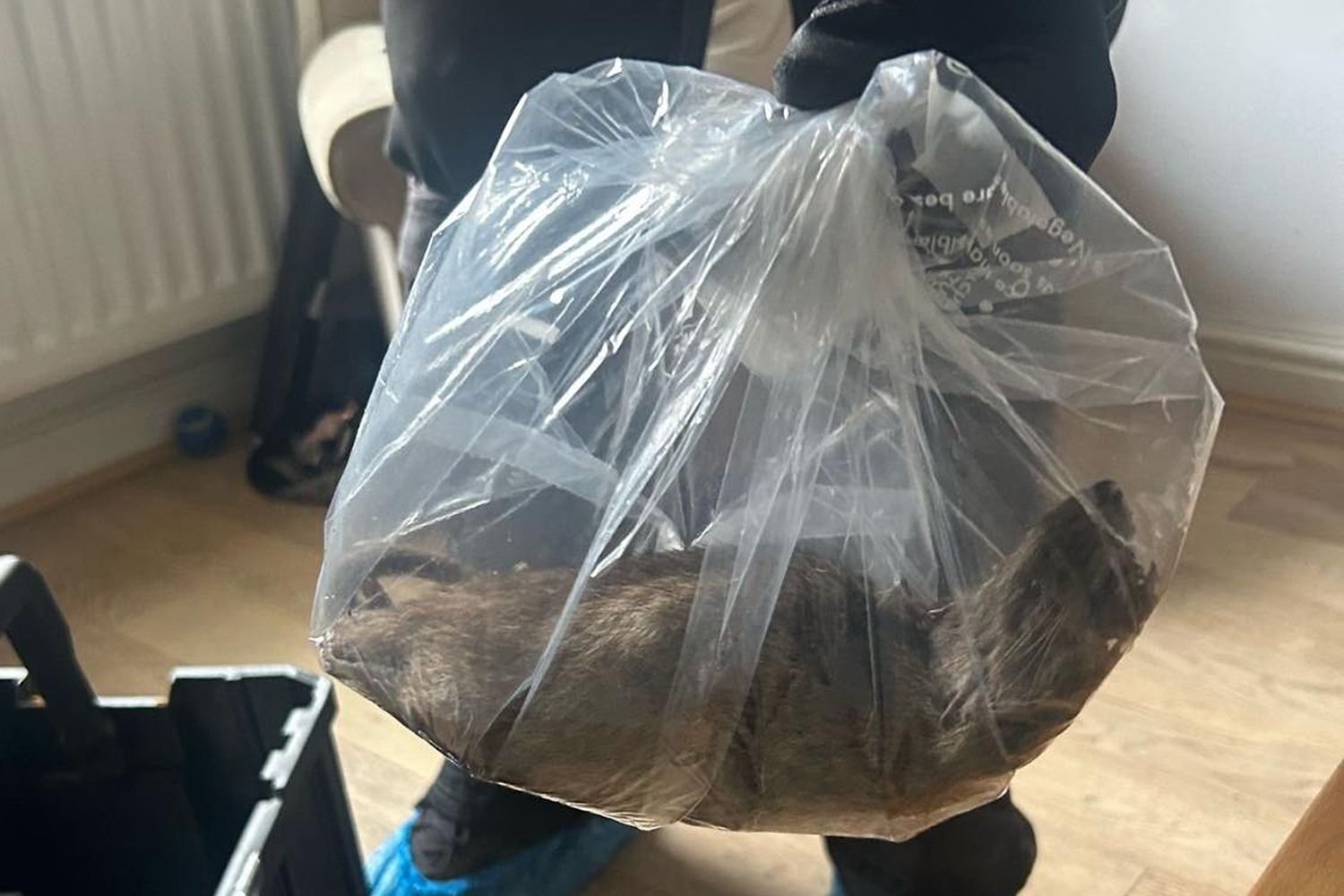 Rat The Size of Dog Found Inside a Home second image