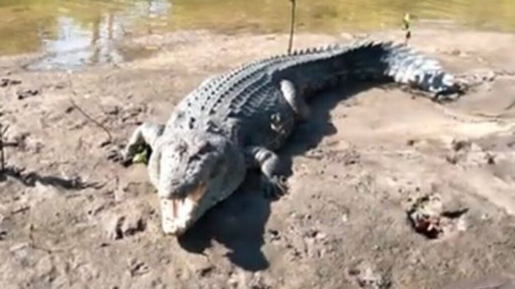 Beloved Crock Found Decapitated In Queensland