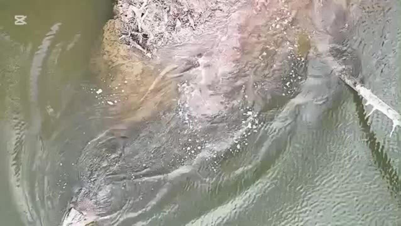 Beloved Crock Found Decapitated In Queensland second image