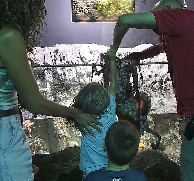 Octopus ‘Tries To Eat’ 6-Year-Old Boy At Aquarium