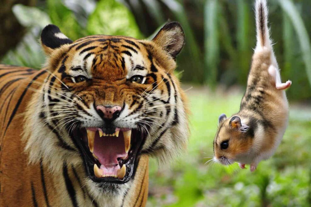 Zoo Asking For People To Donate Their Pets To Feed Their Lions