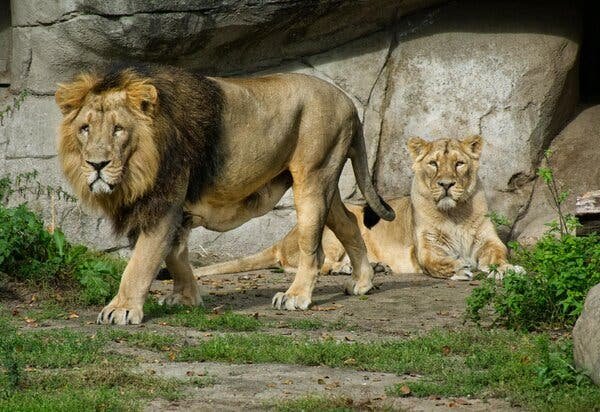 Zoo Asking For People To Donate Their Pets To Feed Their Lions second image