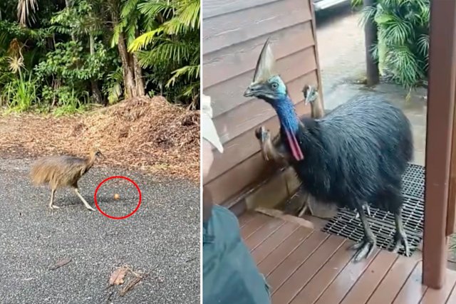 Tourists Blamed After Tragic Cassowary Found Dead