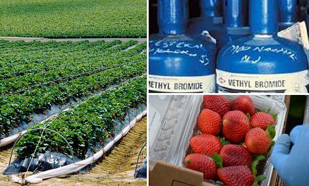 Urged Warning Issued Over Australian Berries second image