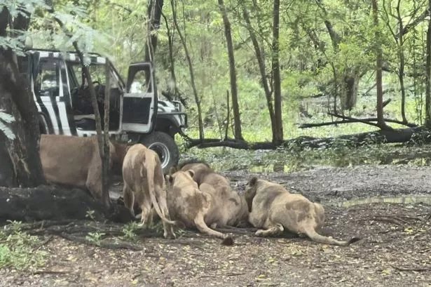 Zookeper Eaten Alive By Lions second image