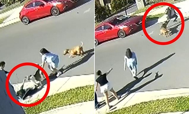 Three Kids Left Screaming In Terror After Savage Dog Attack On Sydney Street Near School