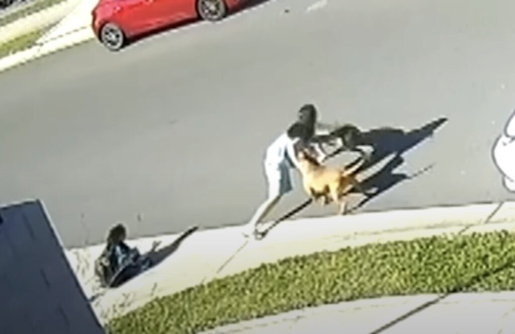 Sydney Council Lunches Investigation After Dogs Attack