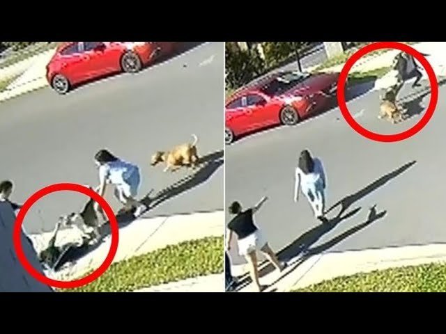 Children Attacked By Roaming Dogs In Terrifying School Run Horror second image