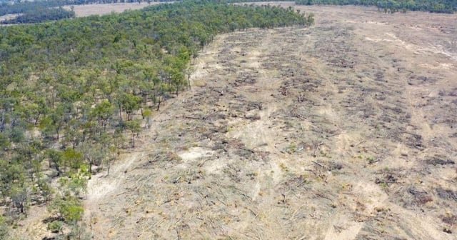 Queensland's Tree Clearing Catastrophe Unleashes Environmental Fury After Cattle Farmers Wipe Out 330,000 Hectares in Just 12 Months! second image