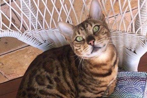 Council Apologises After Pet Cat’s Fate Sparks Outrage In Small Town