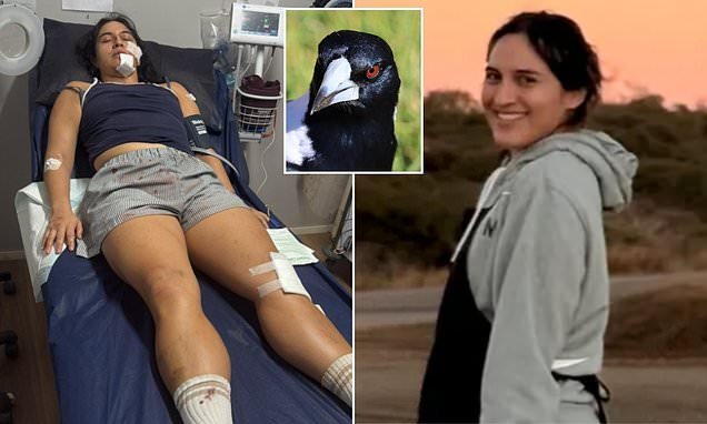 MAGPIE ATTACK HORROR Chilean Tourist Left for Dead with Shocking Facial Injuries second image