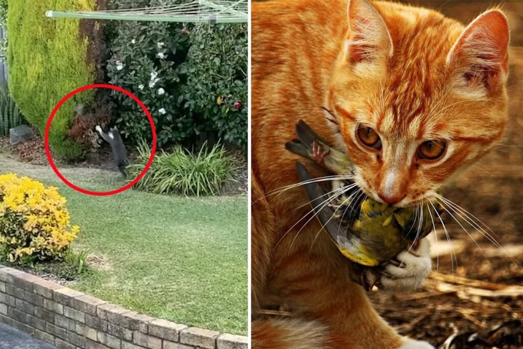 Furious Pet Owners Put on Notice as Aussie Council Unleashes Tough New Laws