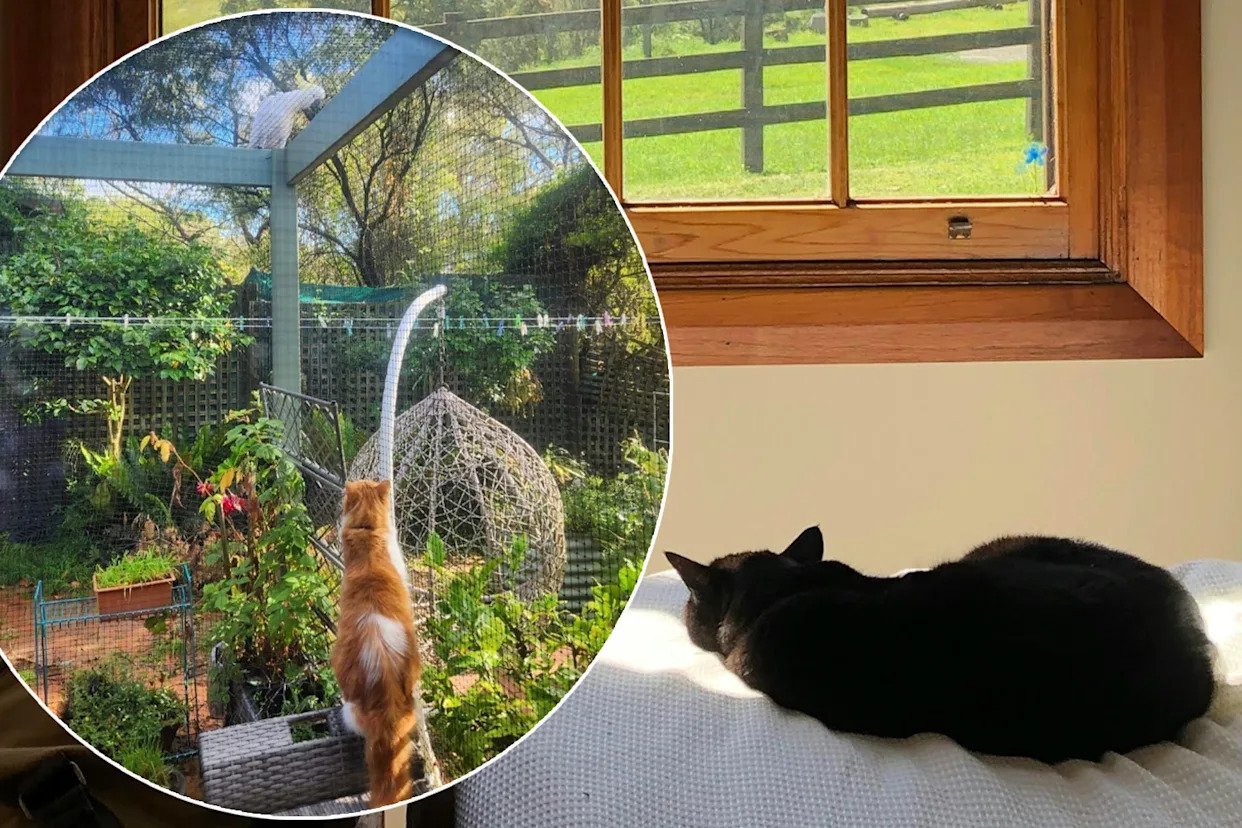 Council Introduces Cat Law With Owners Facing Household Limit And $300 Fine second image