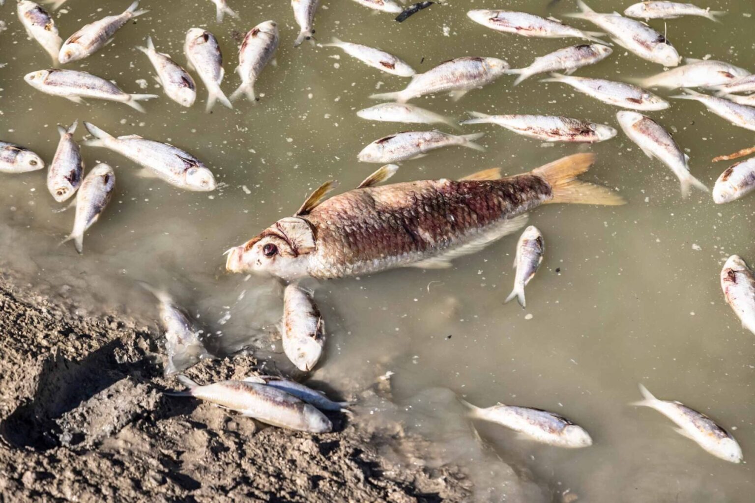 Revolutionary AI Fish Passage Trial Hopes to End Mass Fish Deaths in NSW