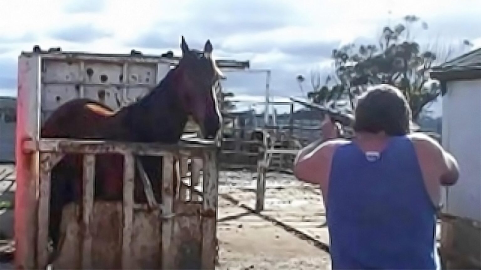 Five Innocent Horses Massacred in Botched Aerial Cull on NSW Border