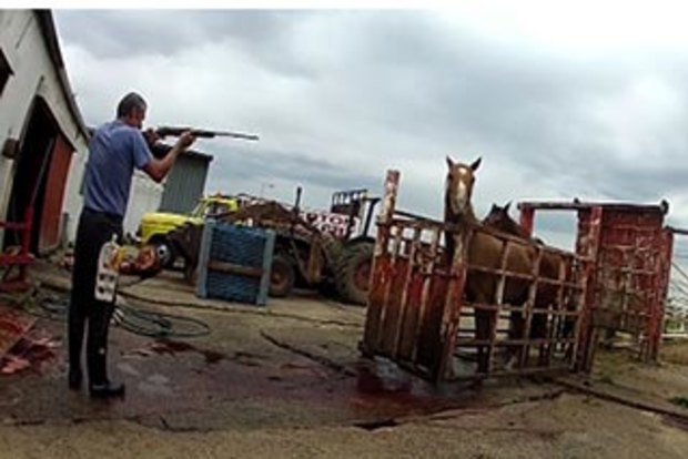 Five Innocent Horses Massacred in Botched Aerial Cull on NSW Border second image