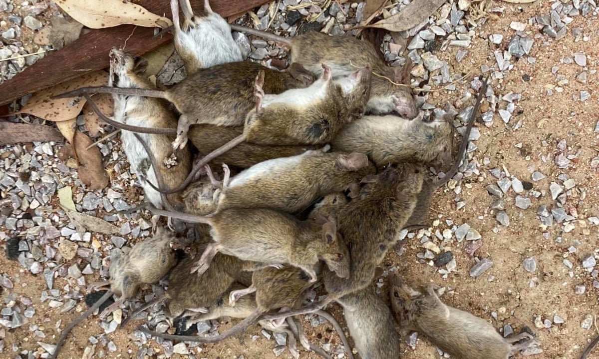 Rat Poison Horror: Five Hospitalised in Mysterious Queensland Outbreak second image
